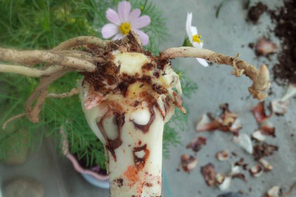 朱頂紅爛根的處理方法