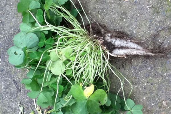 酢漿草爛根了怎么辦