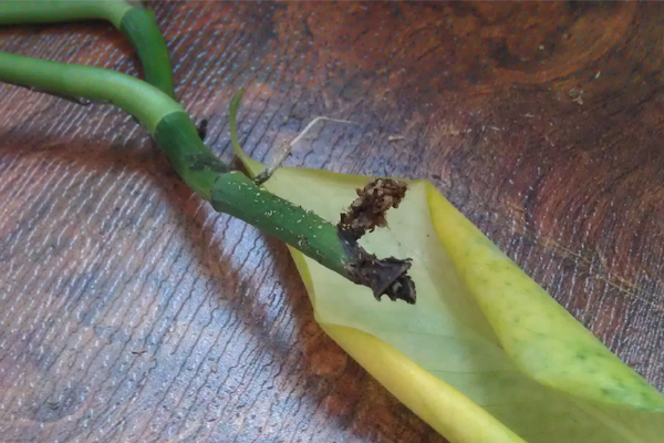 綠蘿爛根的原因及處理方法