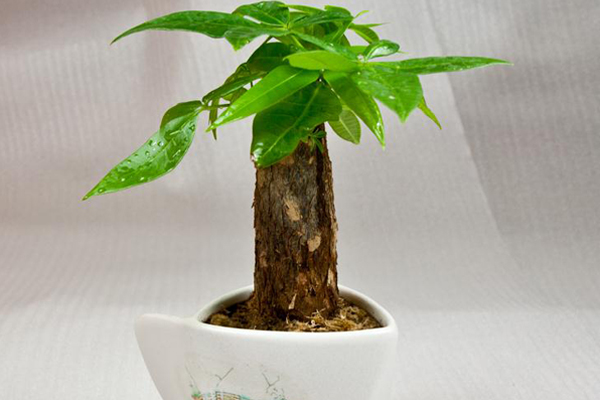 發(fā)財樹爛根怎么補救