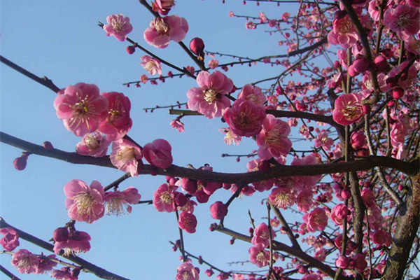 梅花主要蟲害的識別與防治