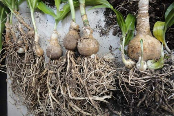 文殊蘭爛根的處理方法