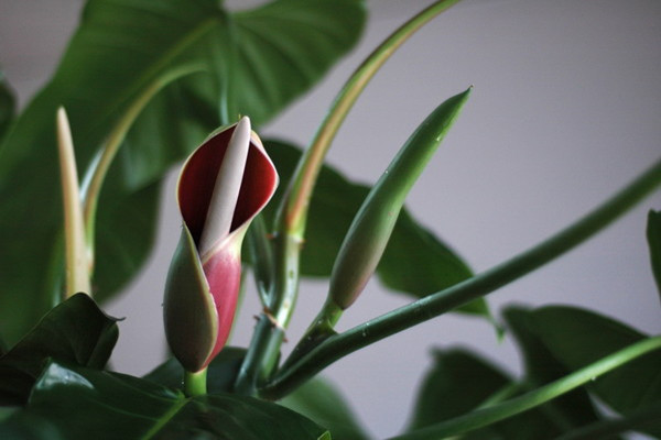 滴水觀音爛根處理方法