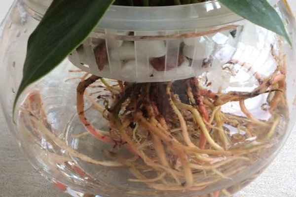 如何防止水培紅掌爛根