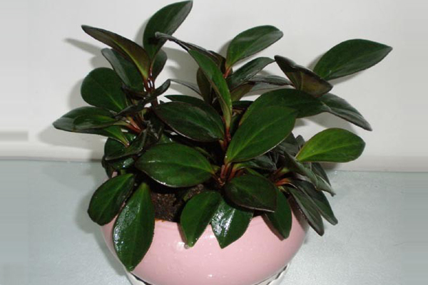 橡皮樹(shù)爛根怎么辦？