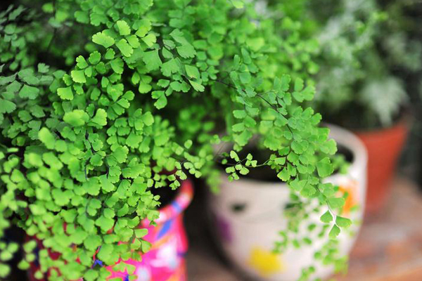 鐵線蕨葉子發(fā)黑、焦邊怎么辦