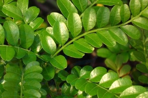 清香木掉葉子怎么辦