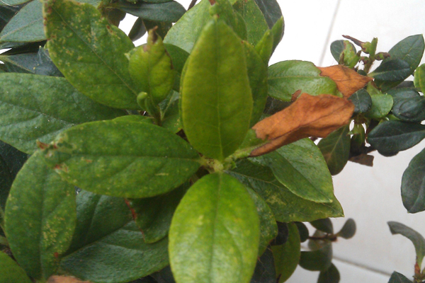 杜鵑花葉子發(fā)黃怎么辦