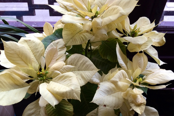 一品紅掉葉子是什么原因