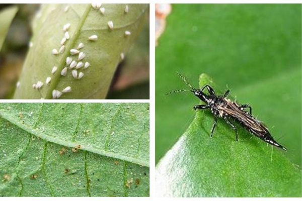 一品紅蟲害及防治辦法