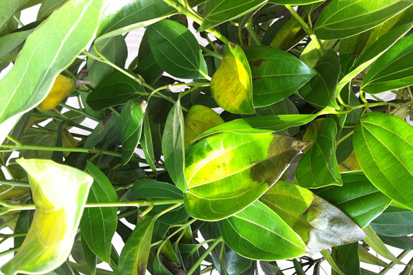 平安樹葉子發(fā)黃是怎么回事