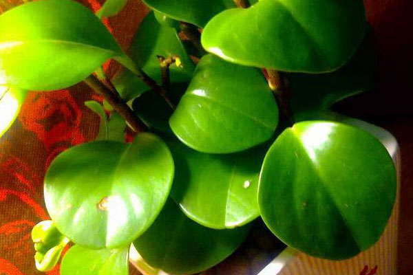 豆瓣綠葉子發(fā)軟、發(fā)黑怎么辦