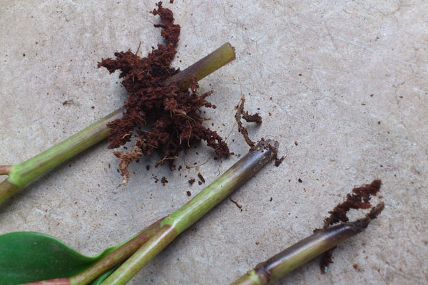 豆瓣綠爛根的原因及解決方法