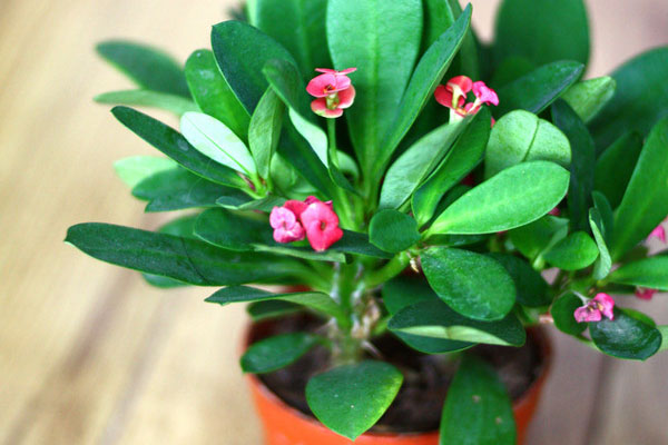 虎刺梅葉子發(fā)黃怎么辦