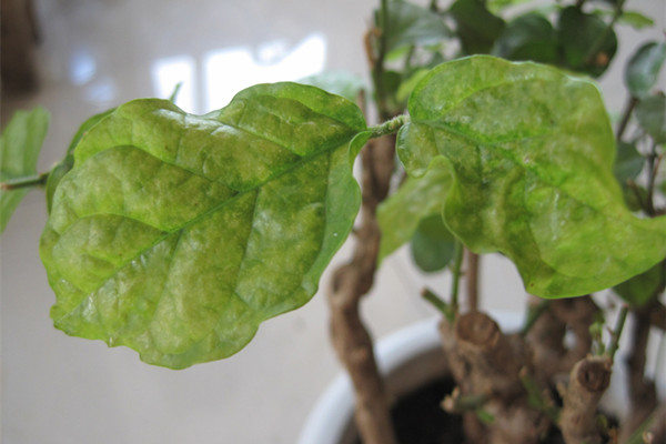 茉莉花葉子發(fā)黃怎么辦