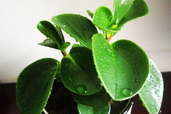 豆瓣綠葉子發(fā)黃怎么辦