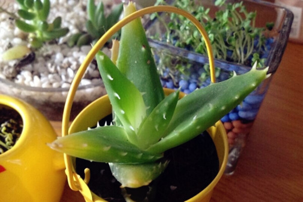 蘆薈葉子發(fā)黃怎么辦