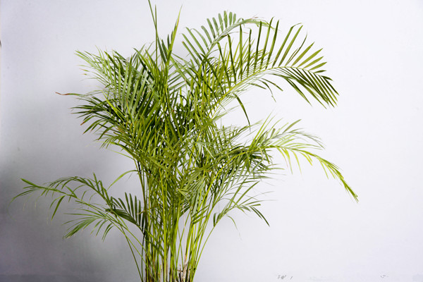 鳳尾竹葉子發(fā)黃怎么辦