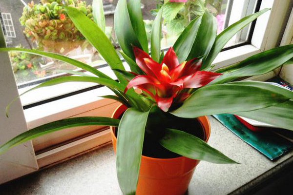 鴻運(yùn)當(dāng)頭葉子發(fā)黃怎么辦