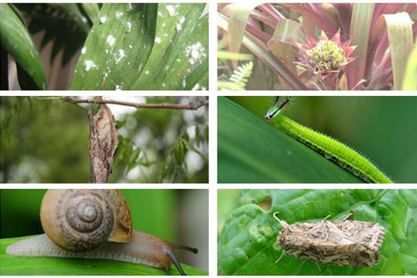 鴻運當(dāng)頭的蟲害及防治方法