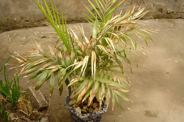 袖珍椰子葉子發(fā)黃怎么辦