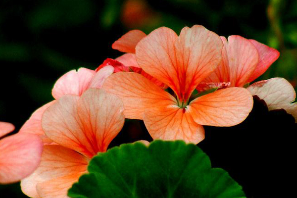 天竺葵葉子發(fā)黃怎么辦