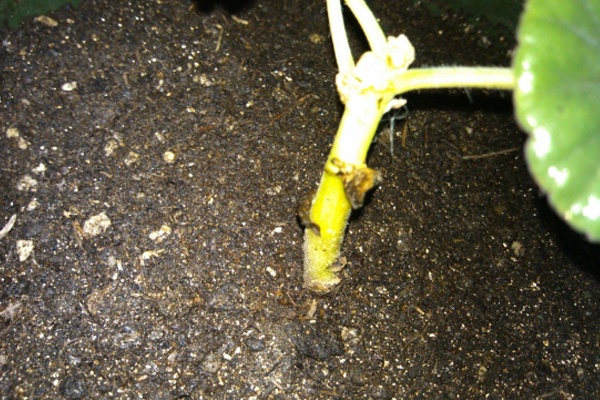 怎么防止天竺葵爛根