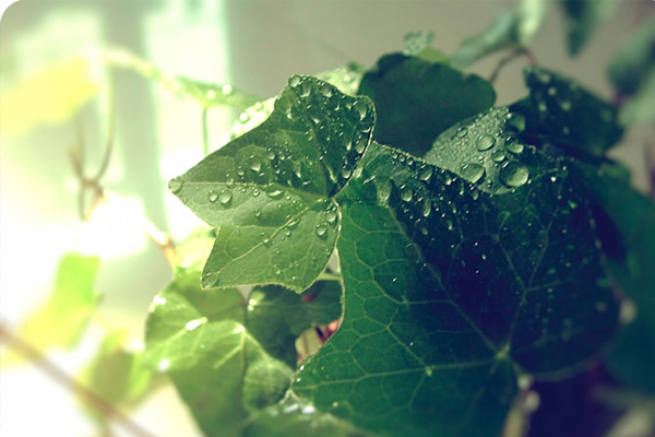 常春藤葉子發(fā)黃怎么辦