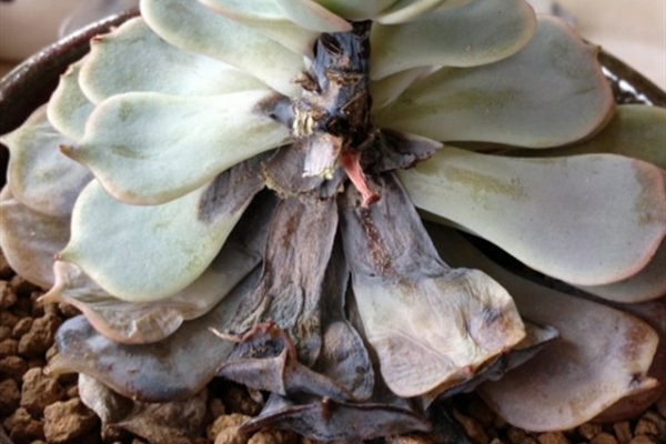 多肉爛根怎么辦？