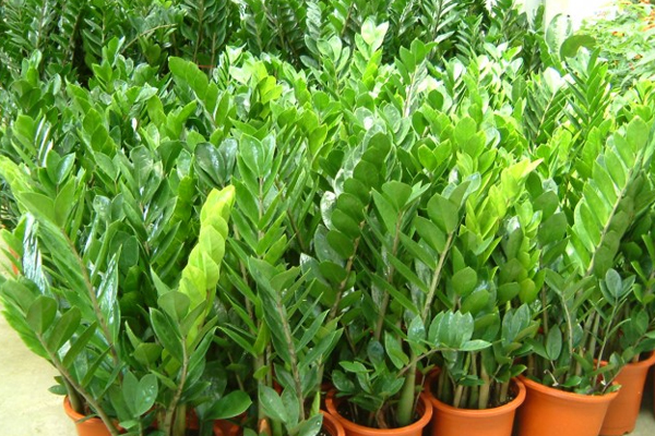 金錢樹葉子發(fā)黃怎么辦