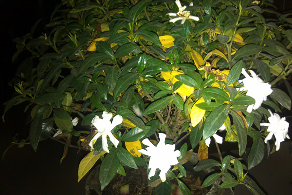 為什么盆栽花卉葉子容易發(fā)黃？