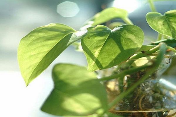 水培綠蘿葉子發(fā)黃怎么辦