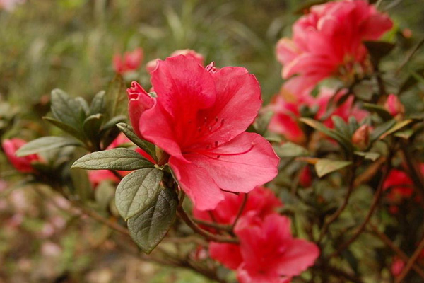 家里杜鵑花葉子發(fā)黃是由哪些原因引起的