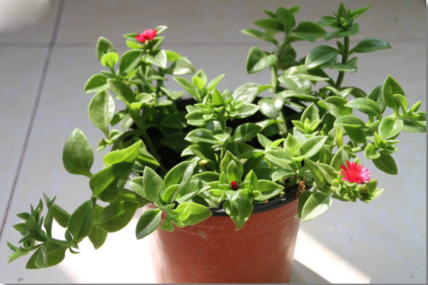 牡丹吊蘭葉子發(fā)黃是怎么回事