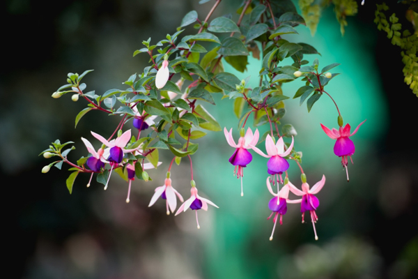 倒掛金鐘葉子發(fā)黃怎么辦