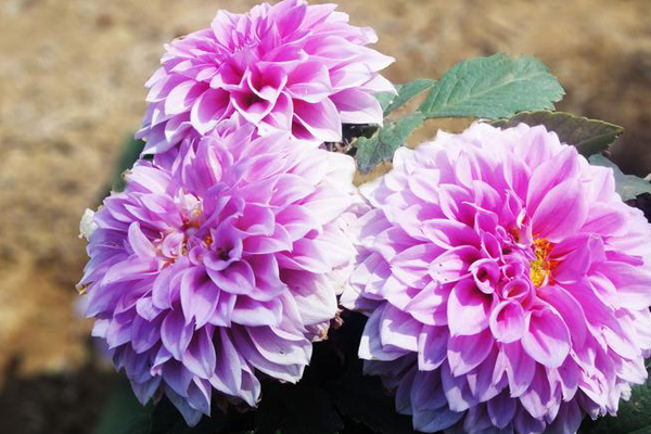 怎么防止大麗花葉子發(fā)黃、掉落