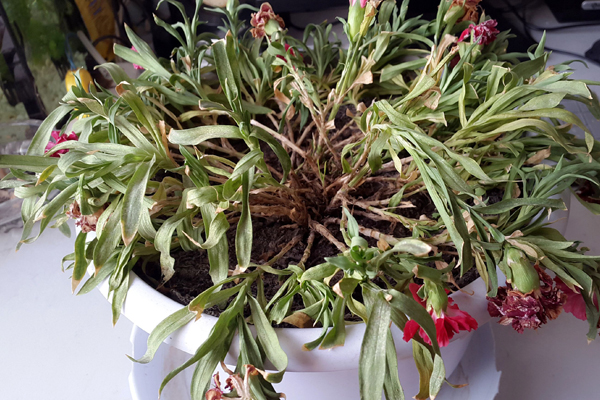 怎么避免康乃馨爛根