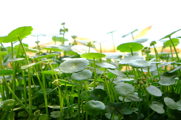 「經(jīng)驗」銅錢草葉子發(fā)黃