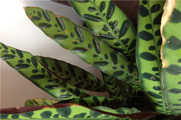 孔雀竹芋葉子發(fā)黃怎么辦