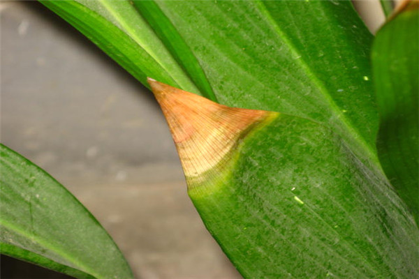 一葉蘭葉子發(fā)黃怎么辦