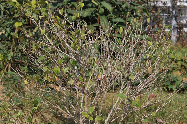 含笑掉葉子怎么辦