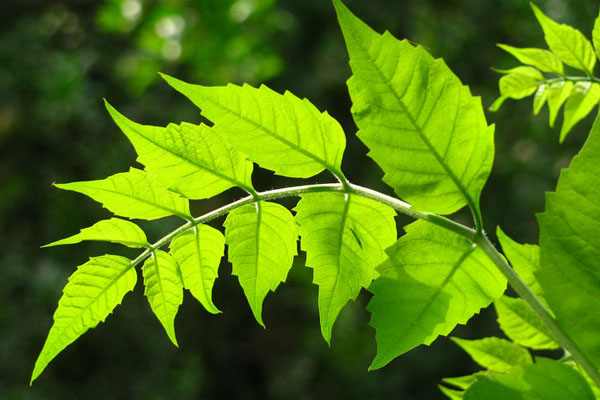 凌霄花葉子發(fā)黃怎么辦