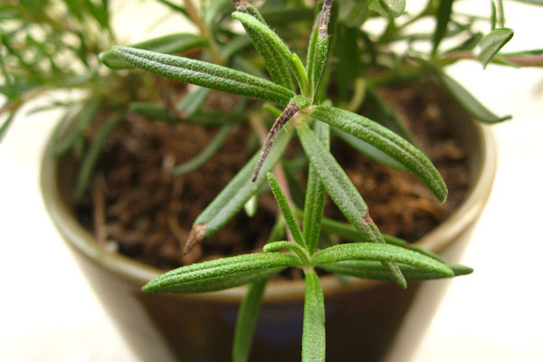 迷迭香葉子干枯怎么辦