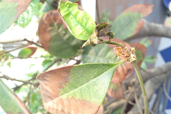 桂花葉子發(fā)黃是什么原因？