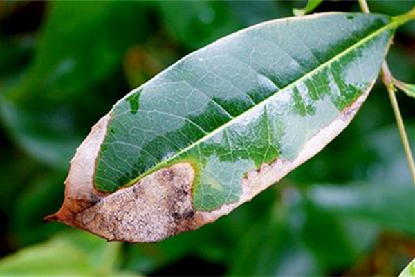 桂花葉子干尖是什么原因？