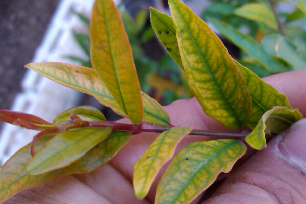 石榴花葉子為啥發(fā)黃