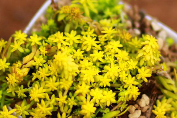 黃金萬年草葉子蔫了還有救嗎