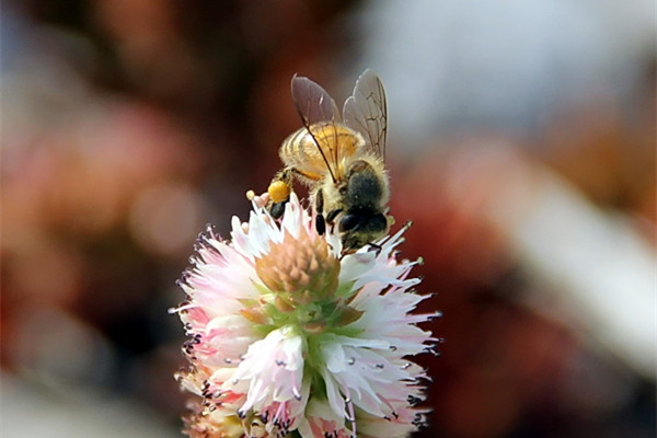 瓦松蟲(chóng)害及防治方法