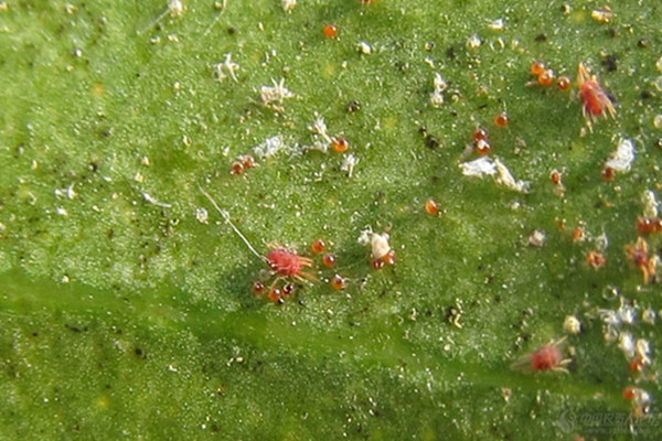 落花之舞蟲(chóng)害及防治方法