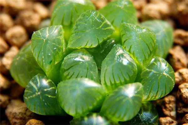 玉露蟲(chóng)害及防治方法